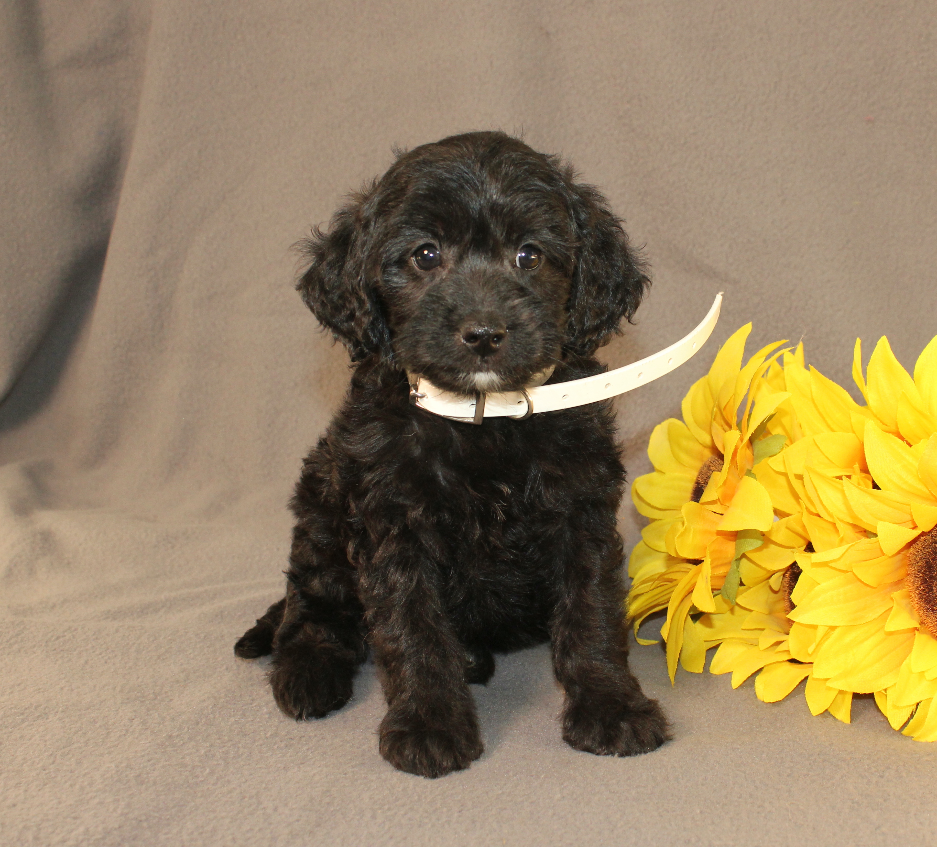 puppy, for, sale, Mini Cavagoldendoodle, Ivan J. Stoltzfus, dog, breeder, Dornsife, PA, dog-breeder, puppy-for-sale, forsale, nearby, find, puppyfind, locator, puppylocator, aca